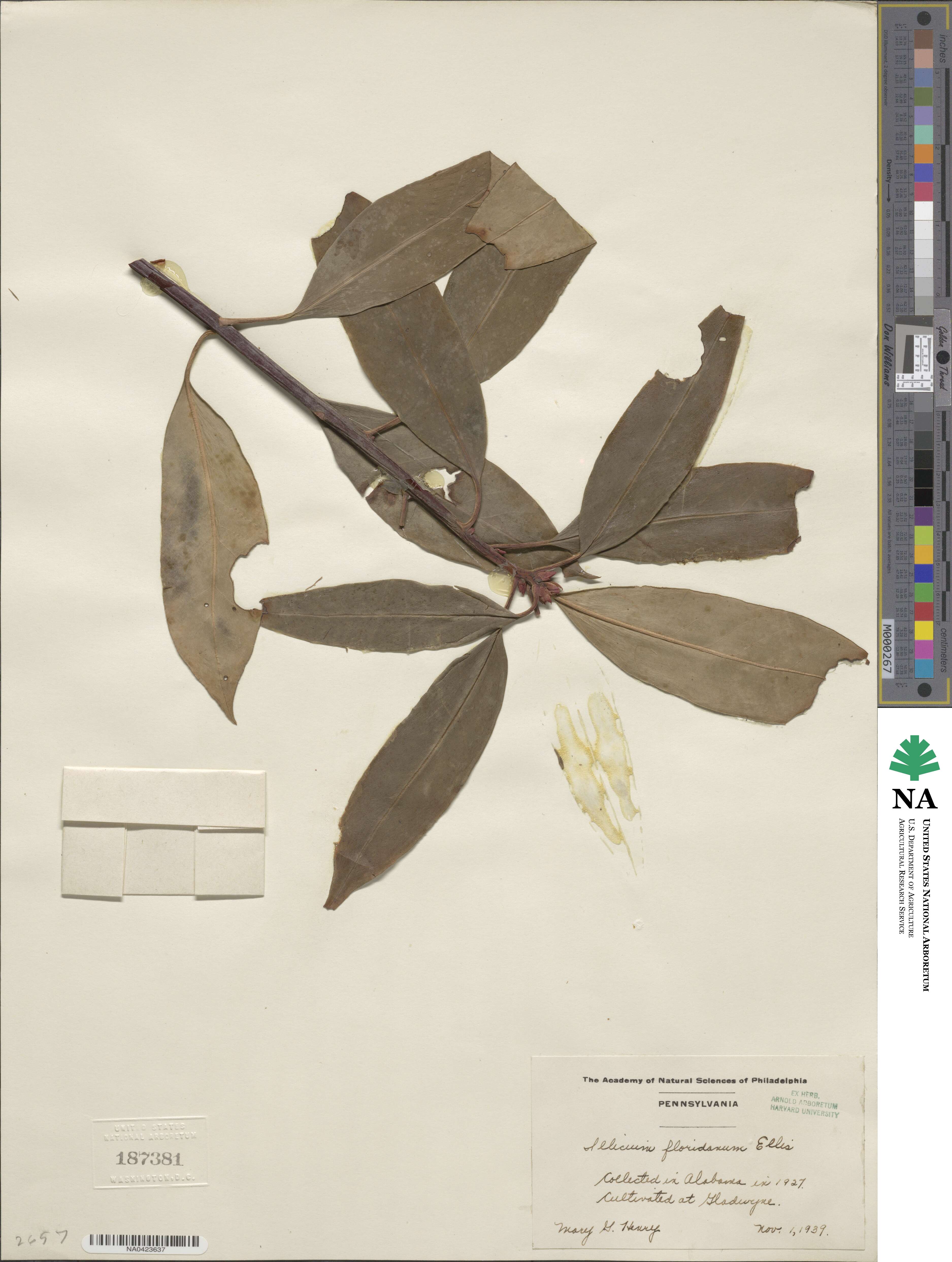 Illicium floridanum image