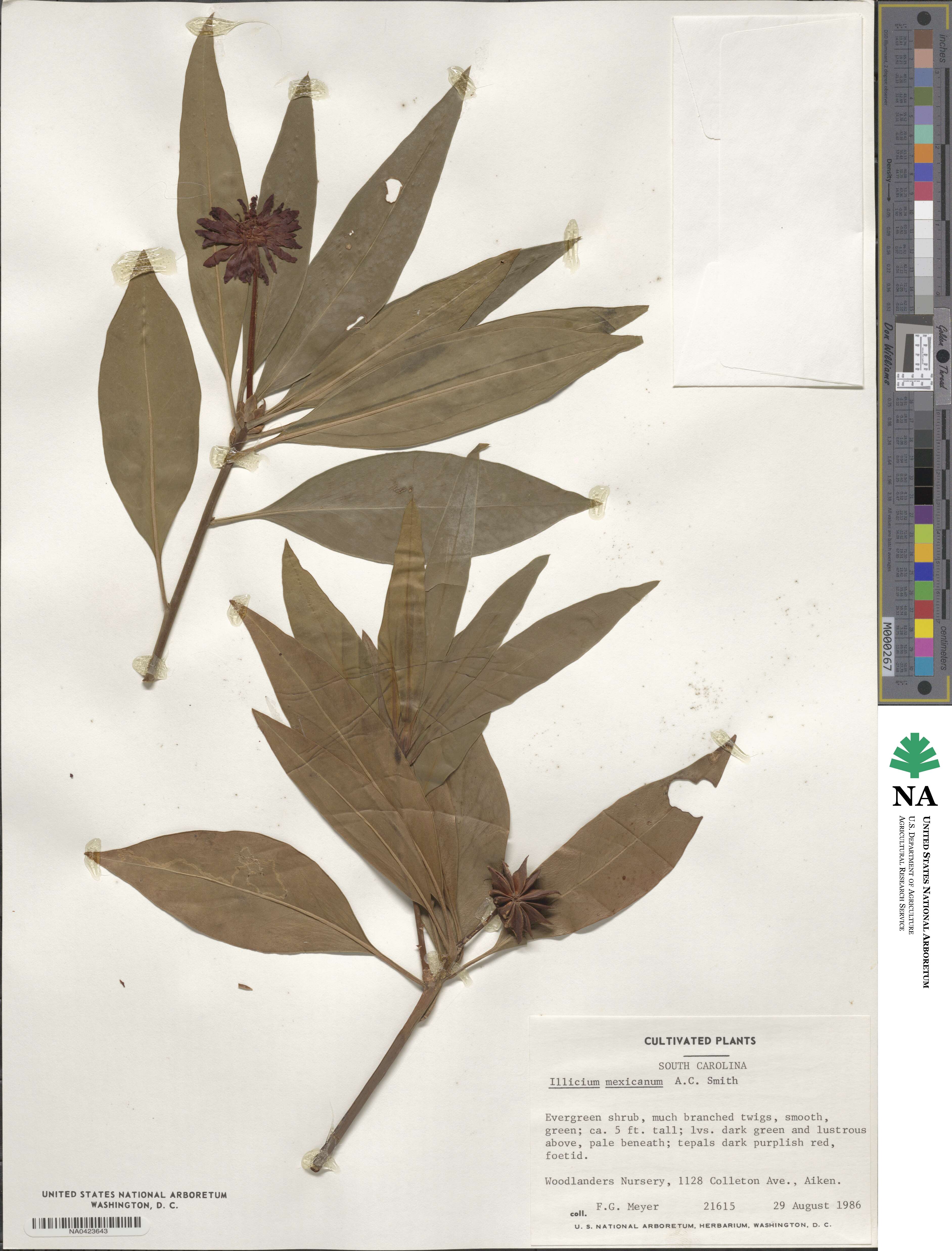 Illicium floridanum image