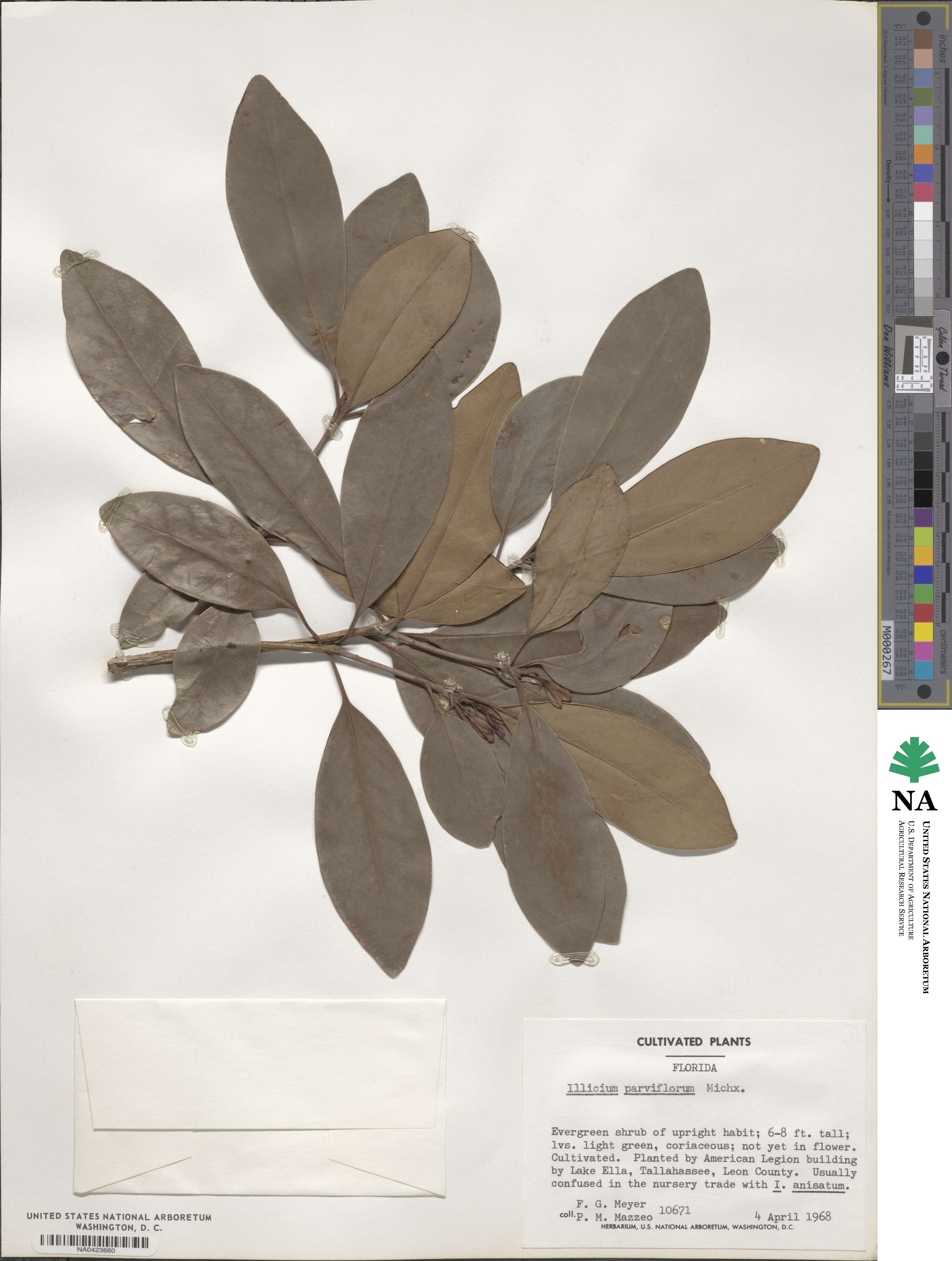 Illicium parviflorum image