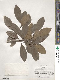 Illicium parviflorum image