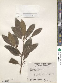 Illicium parviflorum image