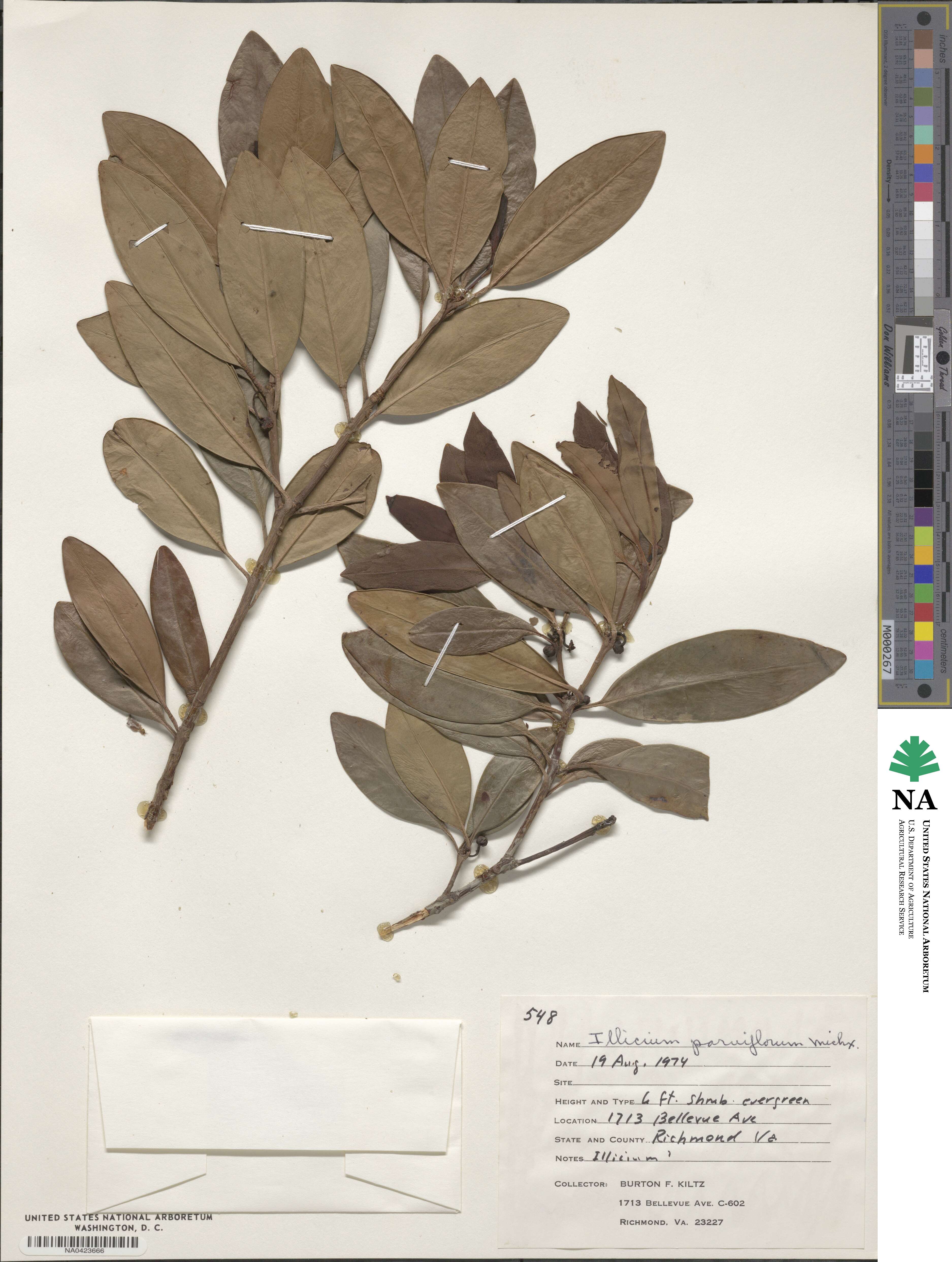 Illicium parviflorum image