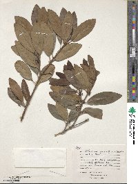 Illicium parviflorum image