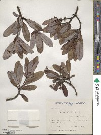 Image of Drimys confertiflora