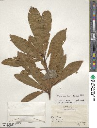 Drimys confertiflora image