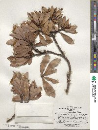 Drimys confertiflora image