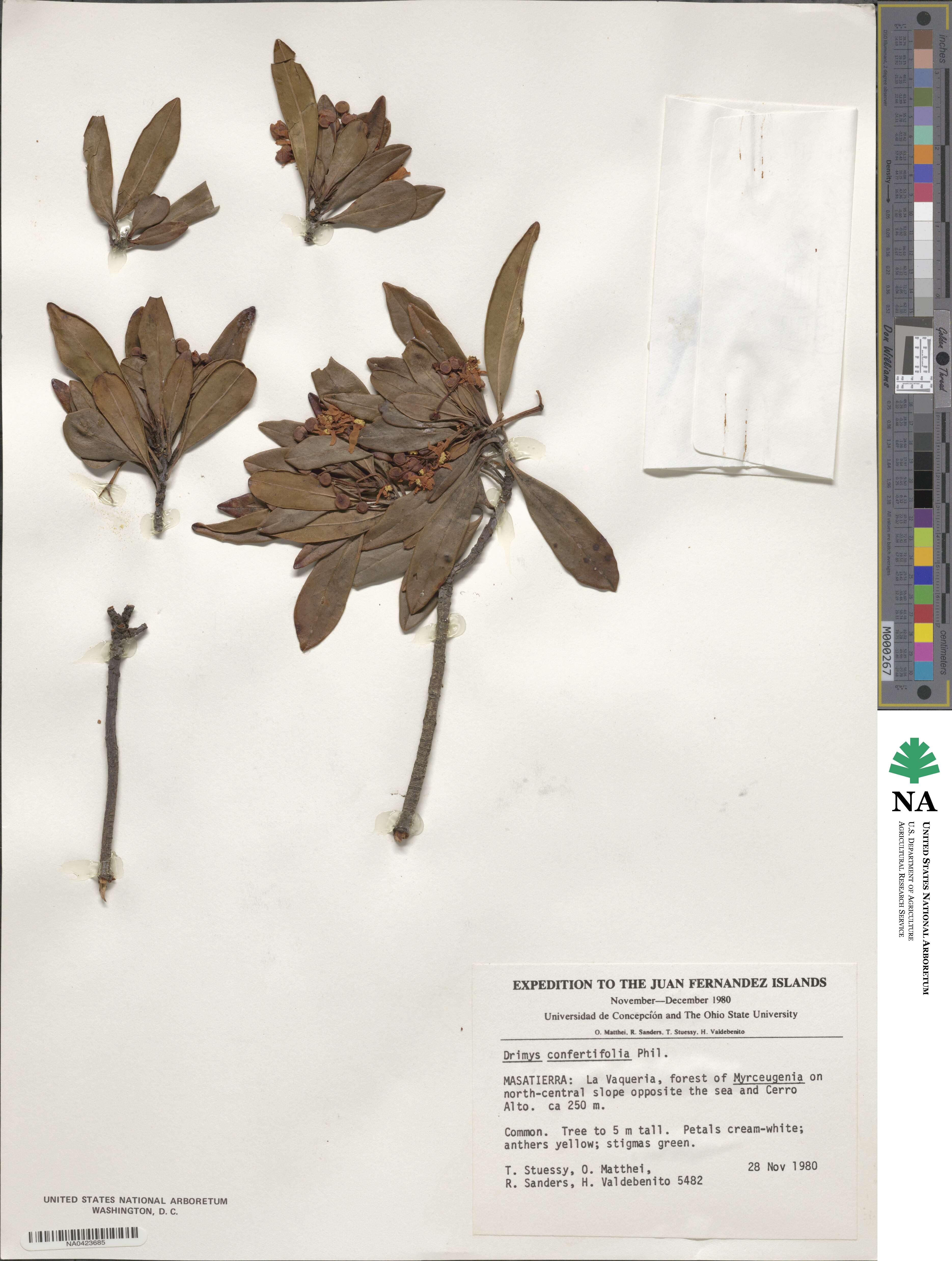 Drimys confertiflora image