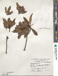 Drimys confertiflora image