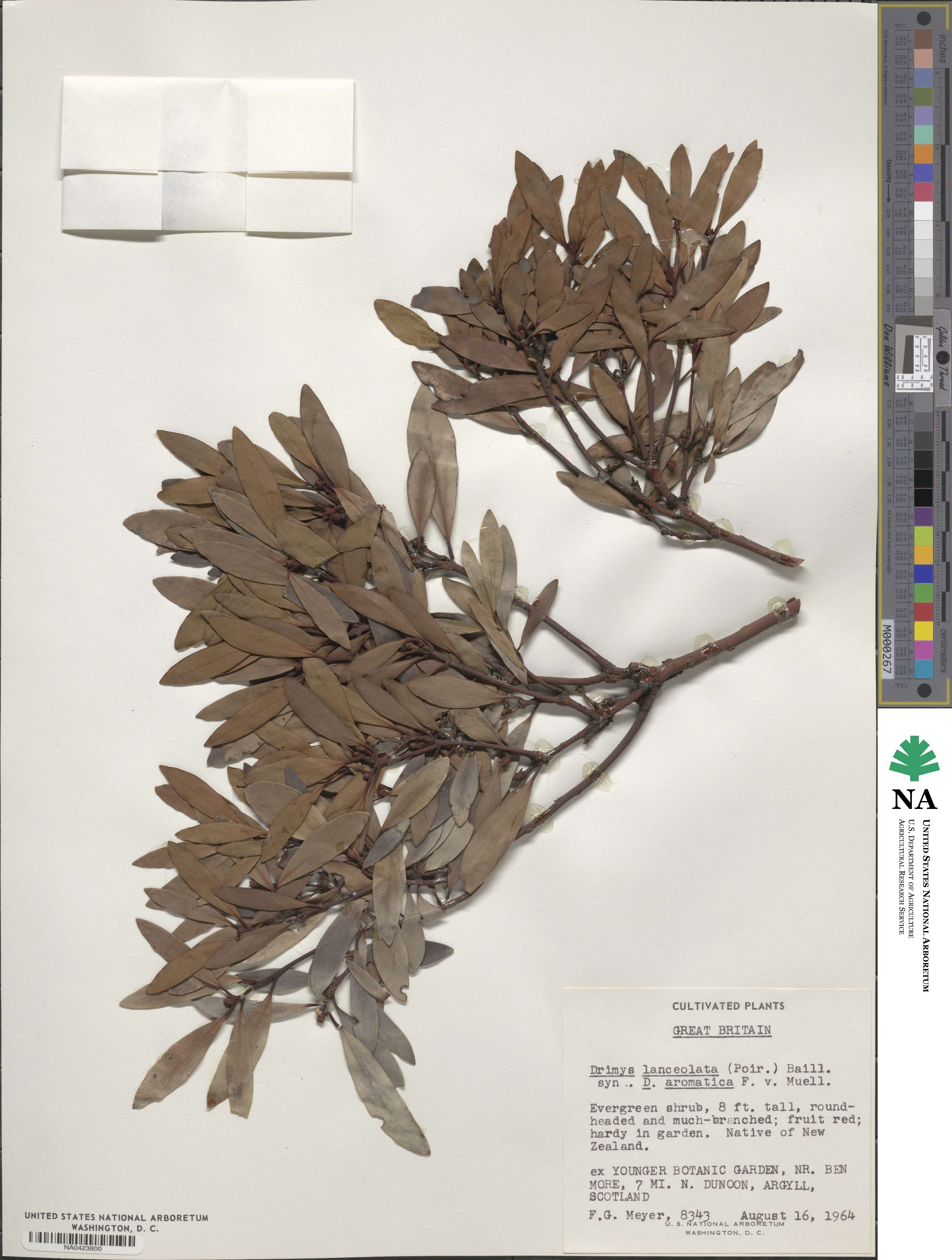 Drimys aromatica image