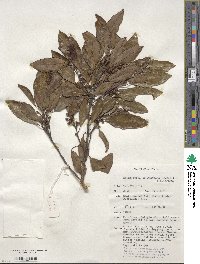 Galbulimima belgraveana image