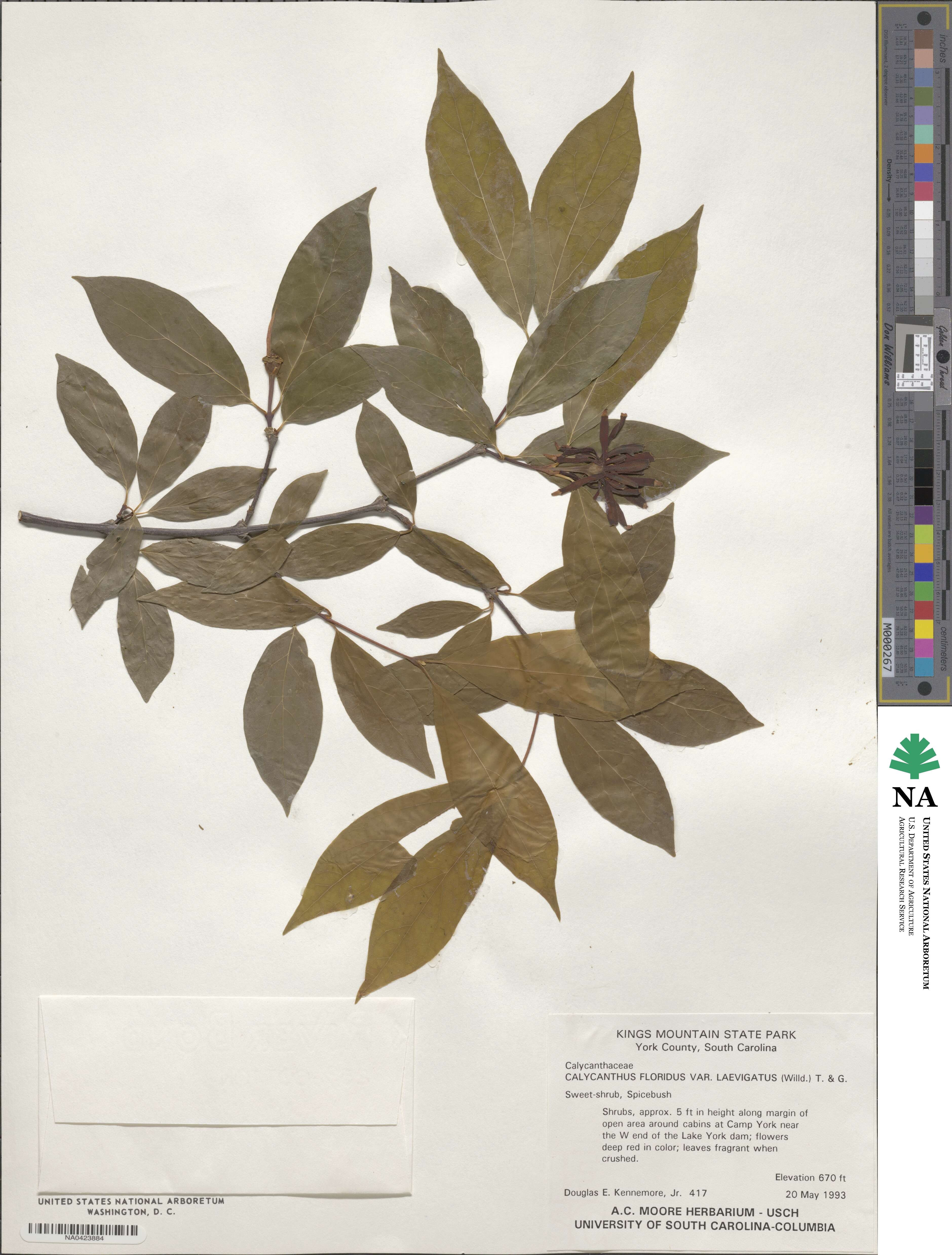 Calycanthus floridus var. glaucus image