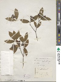 Calycanthus floridus var. glaucus image