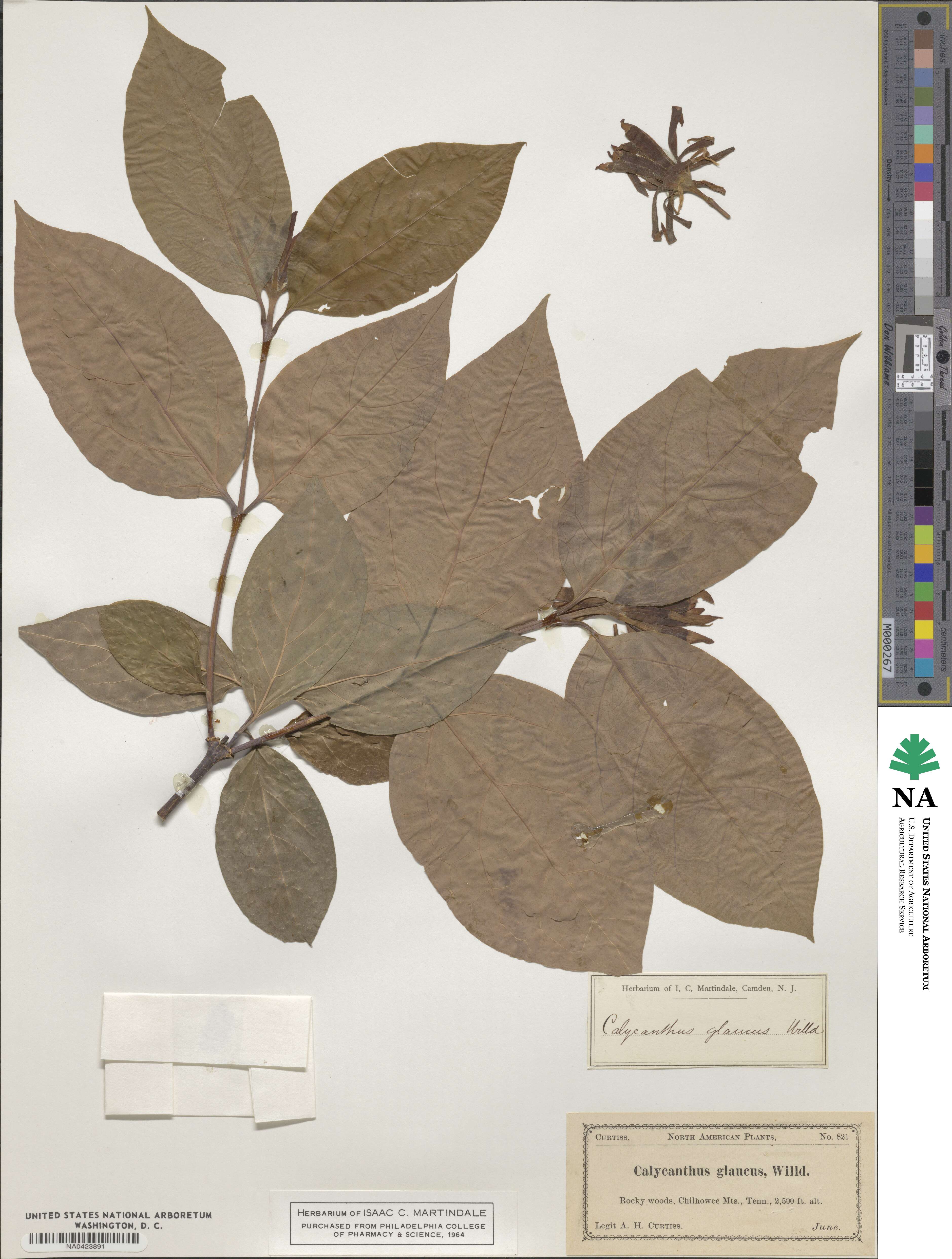 Calycanthus floridus image