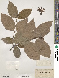 Calycanthus floridus var. glaucus image