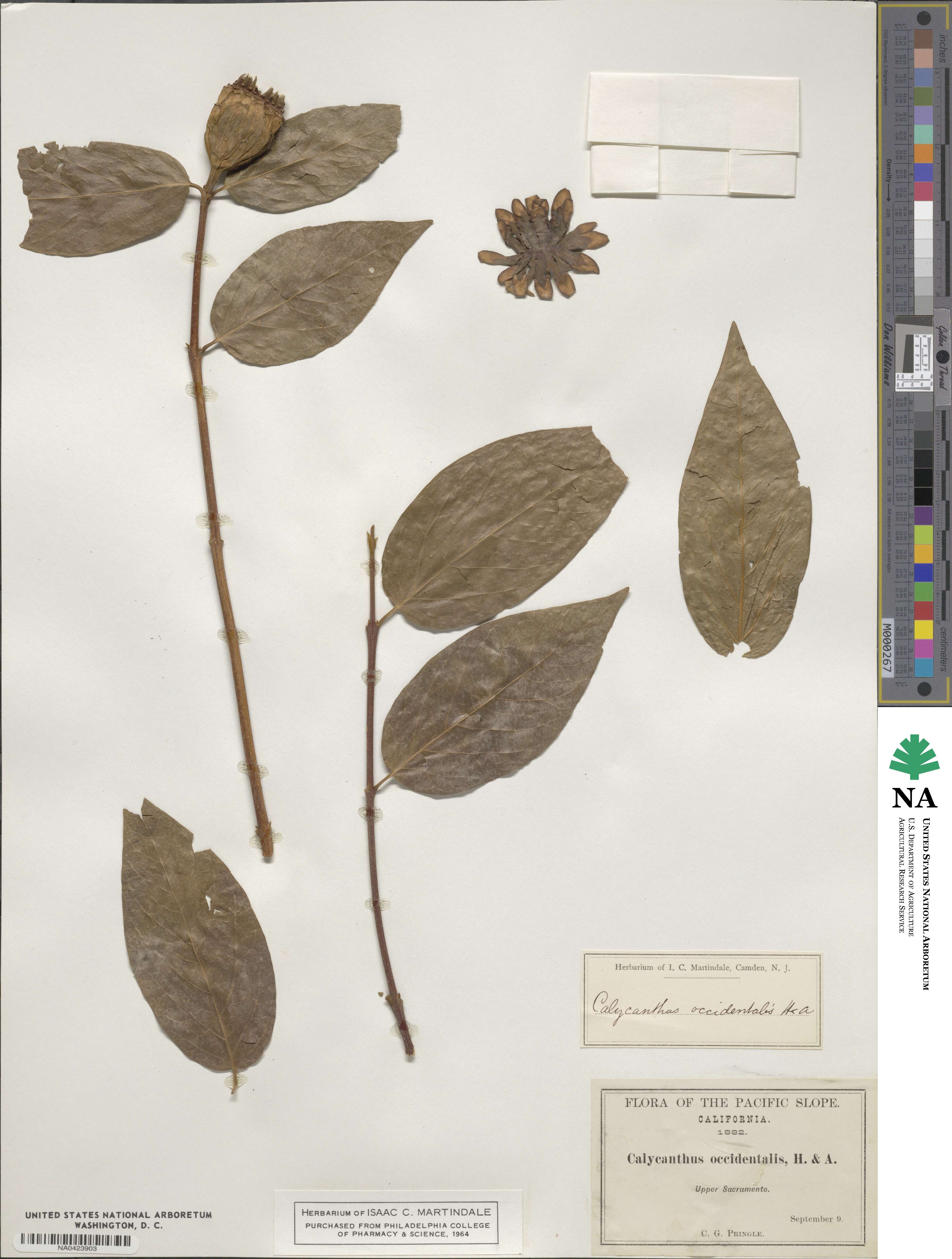 Calycanthaceae image
