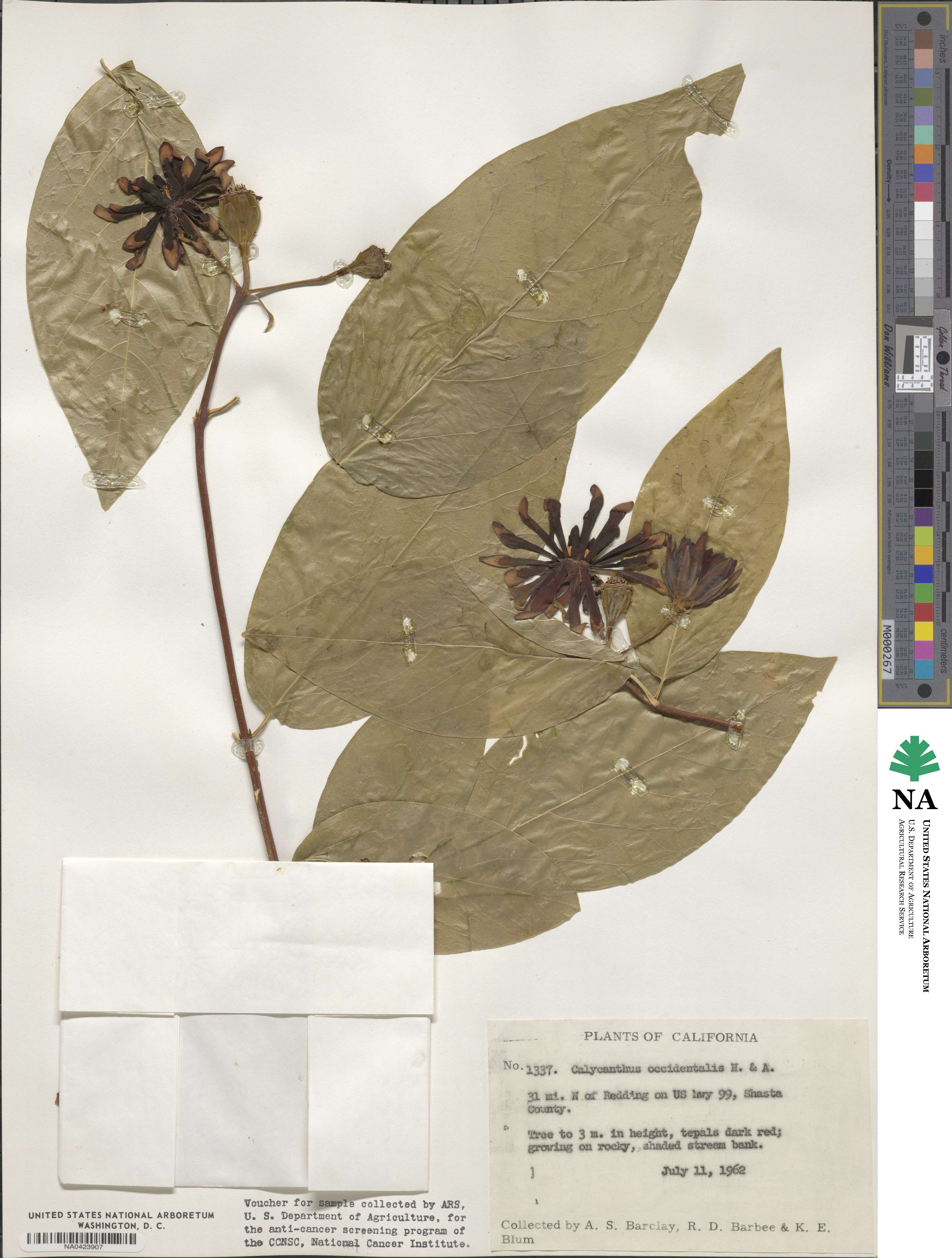 Calycanthus occidentalis image