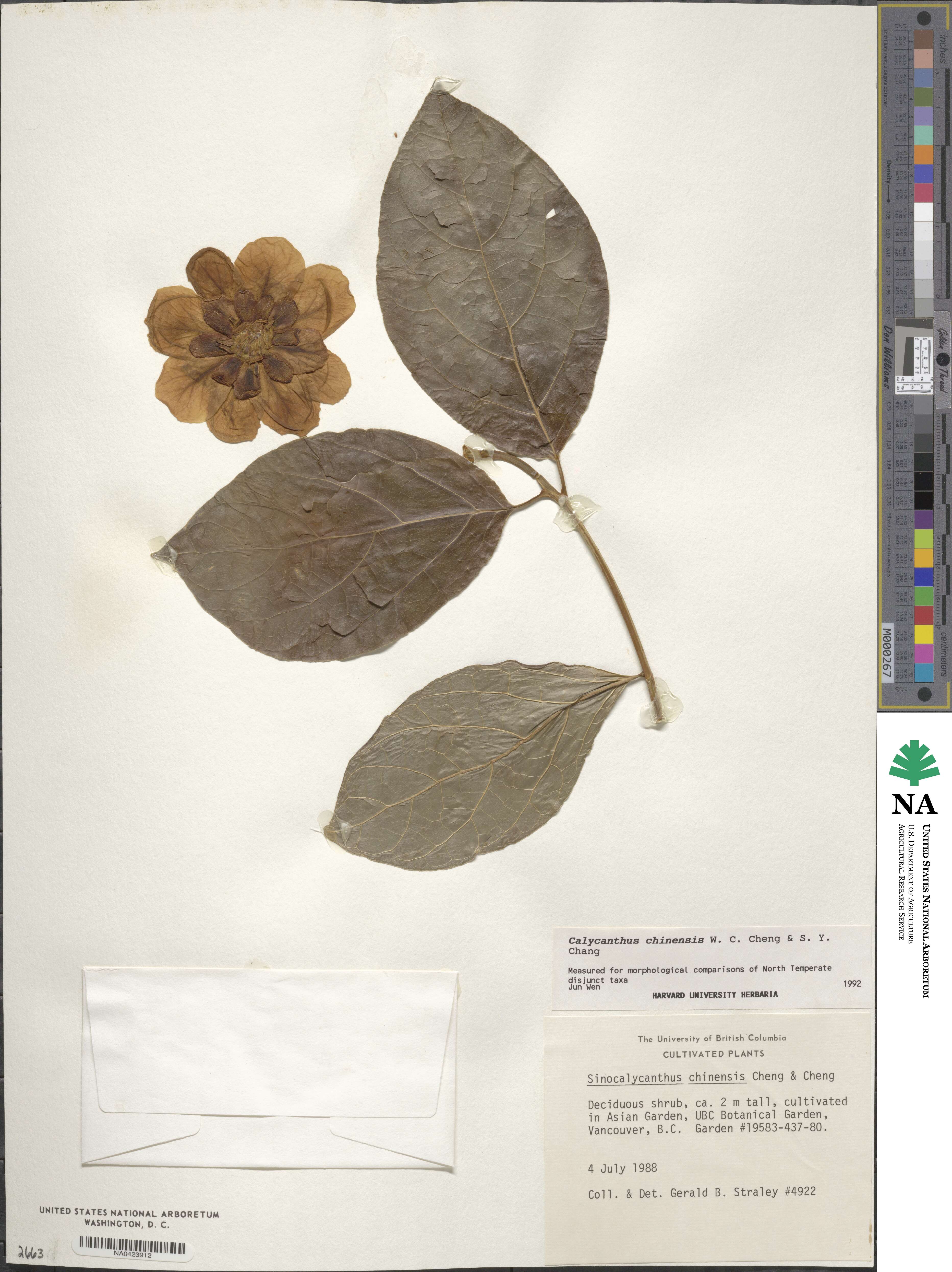 Calycanthus chinensis image