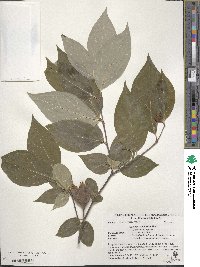 Calycanthus floridus var. glaucus image