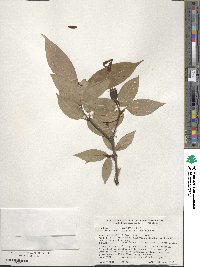 Calycanthus floridus var. glaucus image