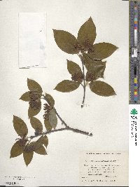 Calycanthus floridus image