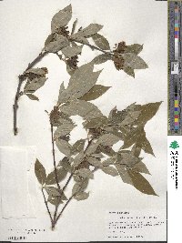 Calycanthus floridus var. glaucus image