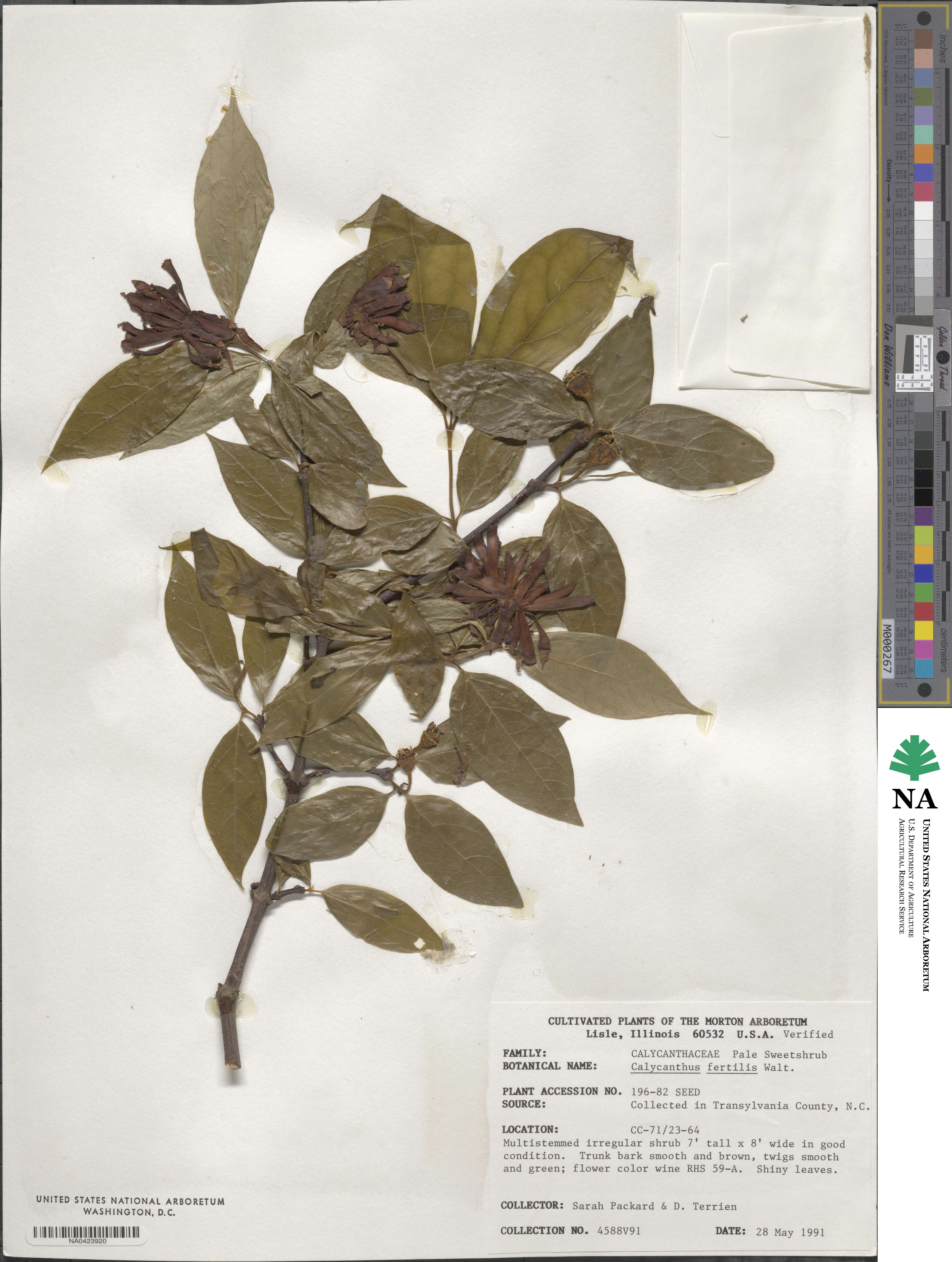 Calycanthus floridus image