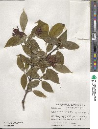 Calycanthus floridus var. glaucus image