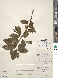 Calycanthus floridus var. glaucus image