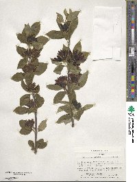 Calycanthus floridus var. glaucus image