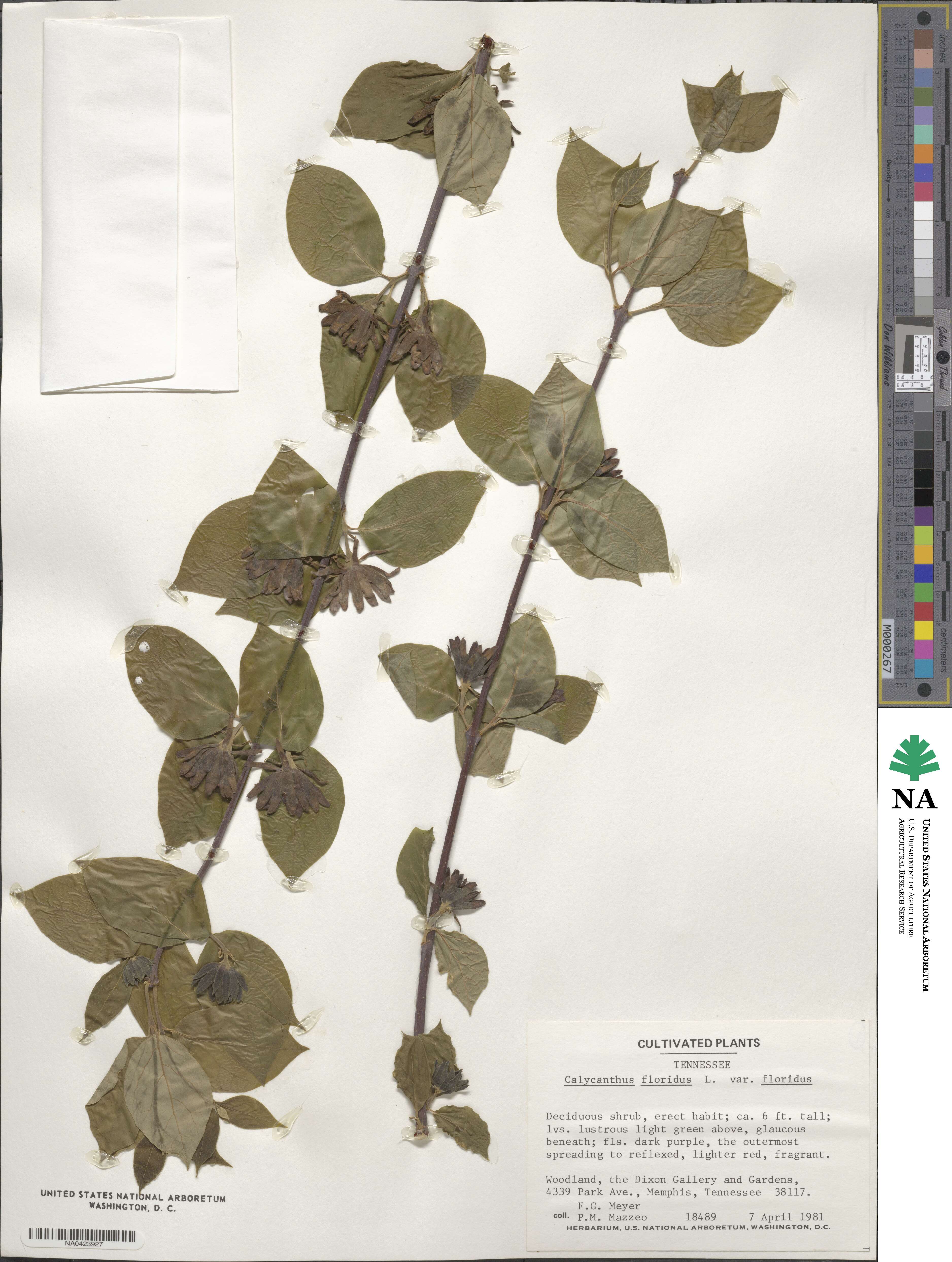 Calycanthus floridus var. glaucus image