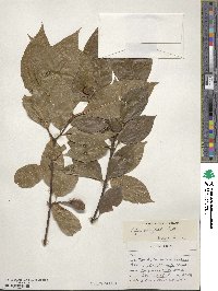 Calycanthus floridus var. glaucus image