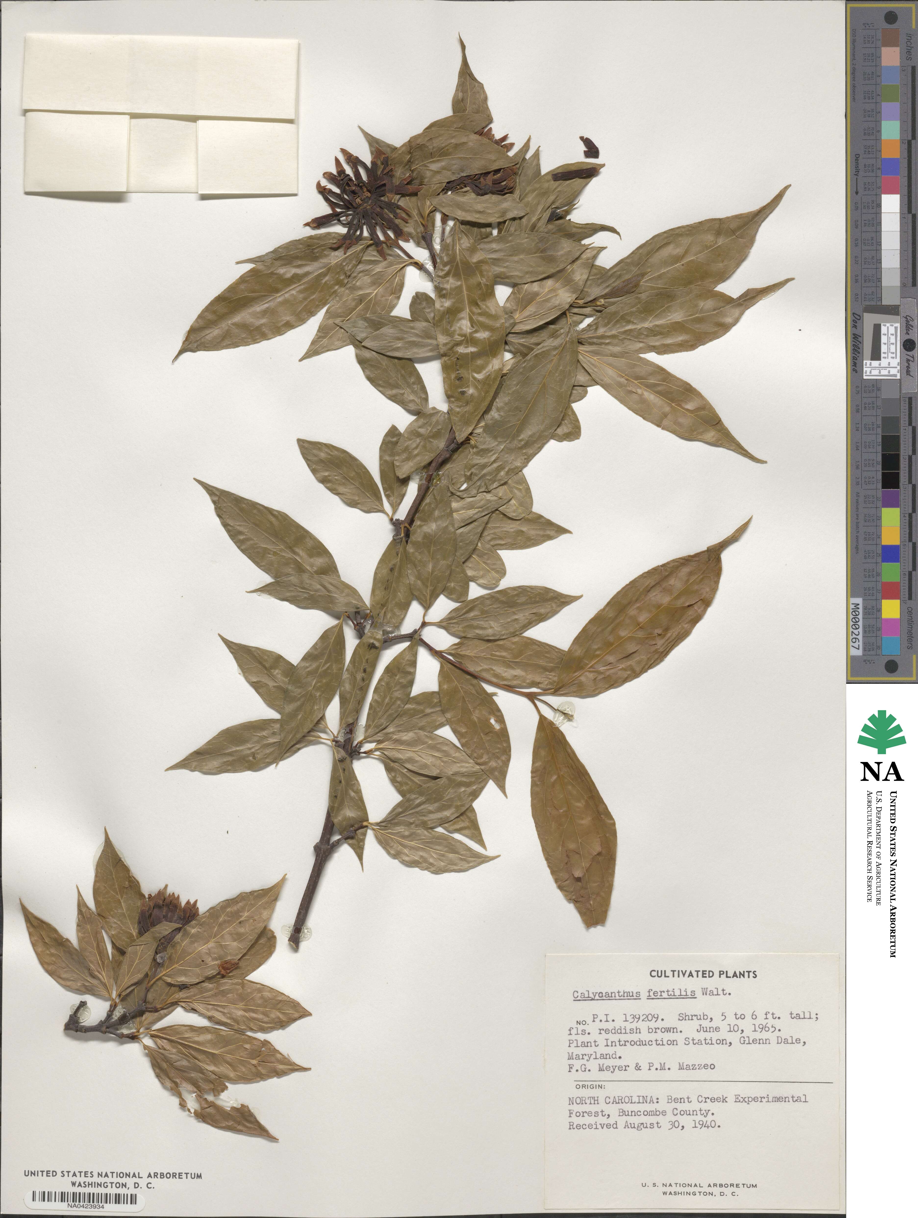 Calycanthus floridus var. glaucus image