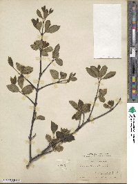 Calycanthus floridus var. glaucus image