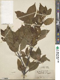 Calycanthus floridus var. glaucus image