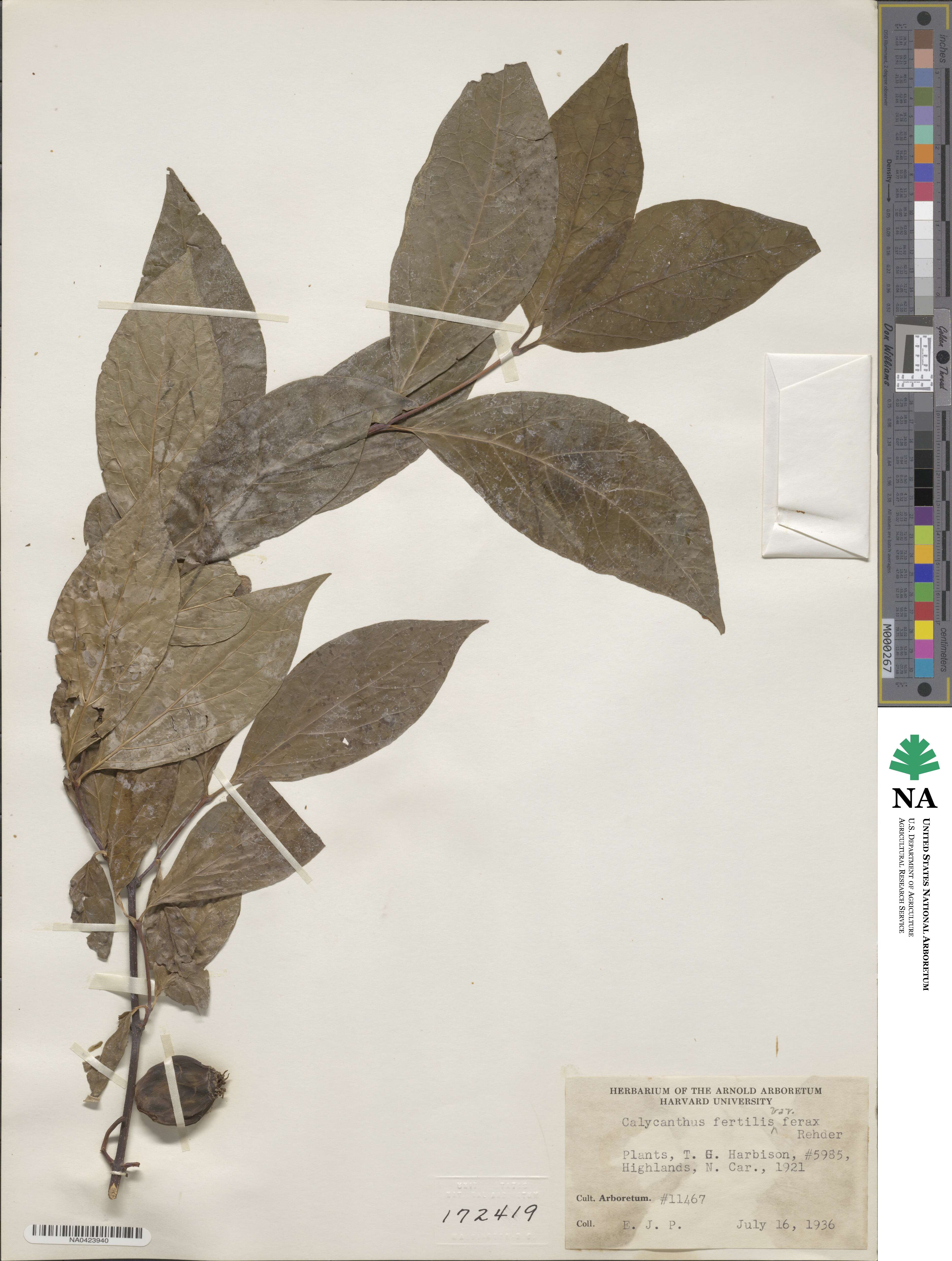 Calycanthus floridus image