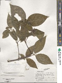 Calycanthus floridus image