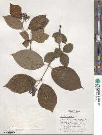 Calycanthus floridus image