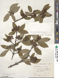 Calycanthus floridus image