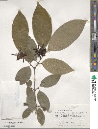 Calycanthus floridus image