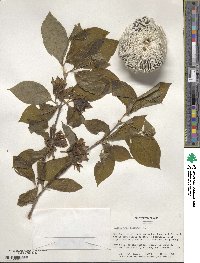 Calycanthus floridus image