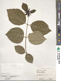 Calycanthus floridus image