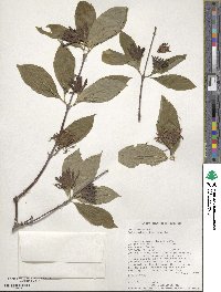 Calycanthus floridus image