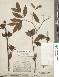 Calycanthus floridus var. glaucus image