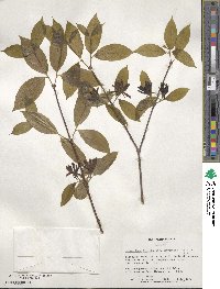 Calycanthus floridus var. glaucus image