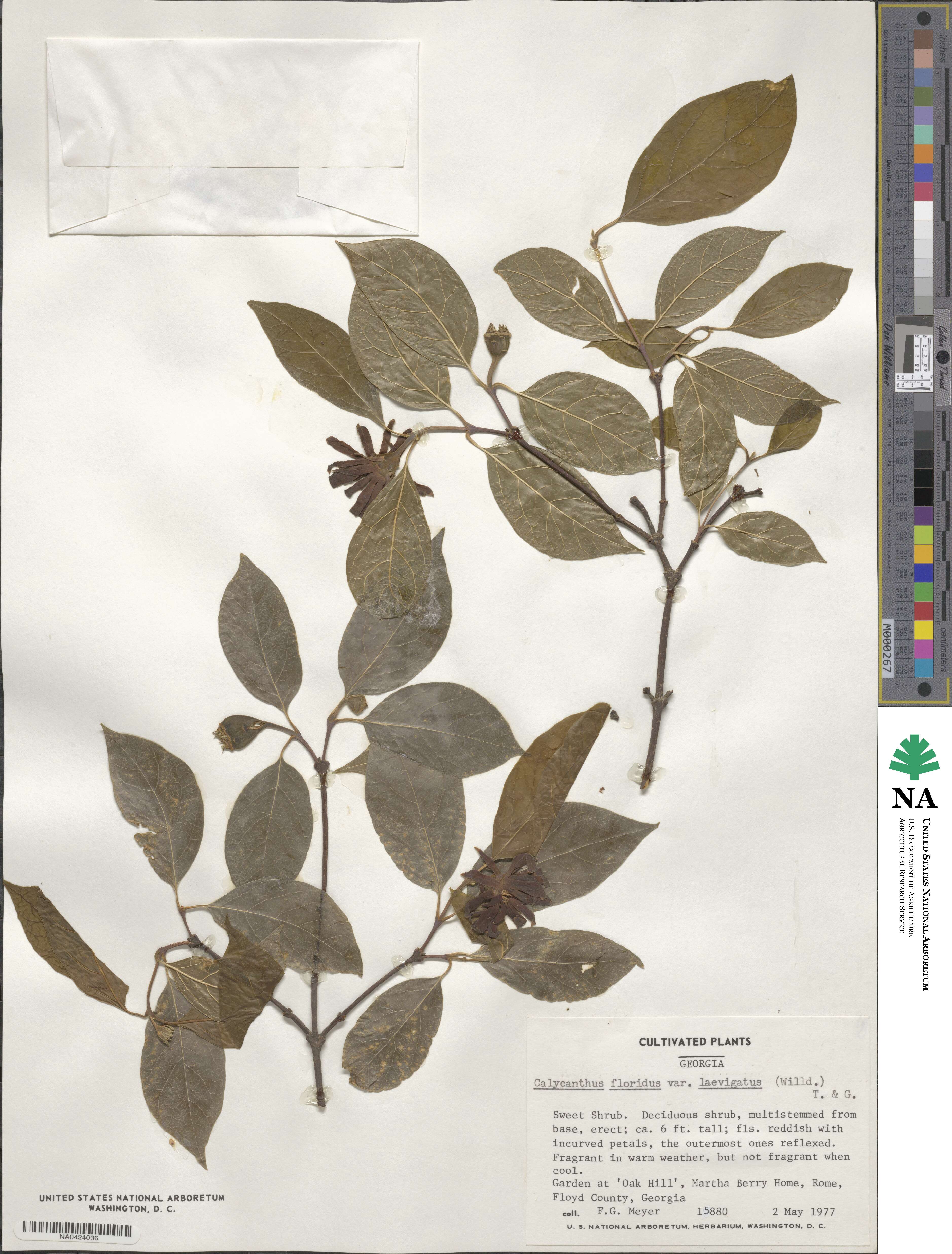 Calycanthus floridus var. glaucus image