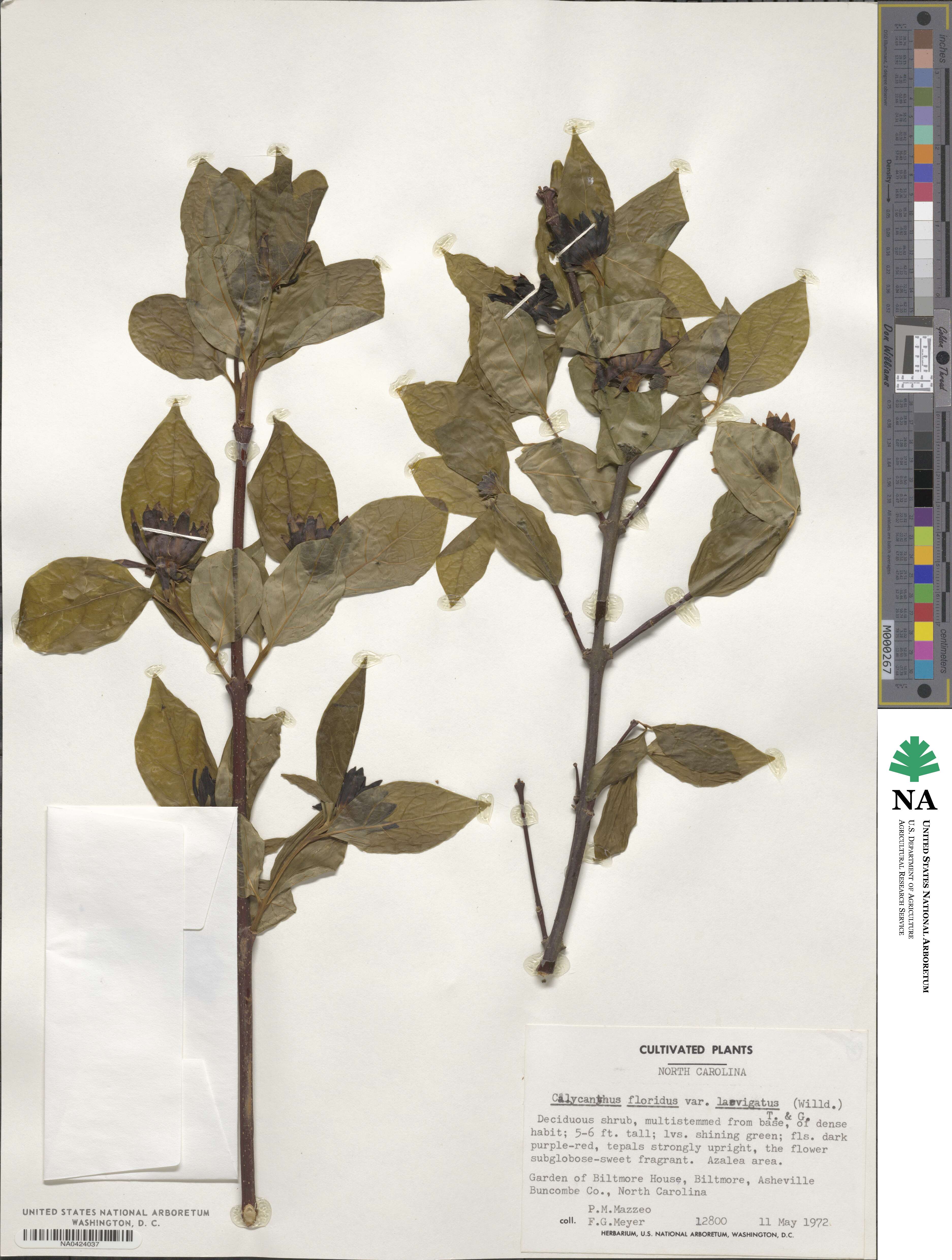 Calycanthus floridus image