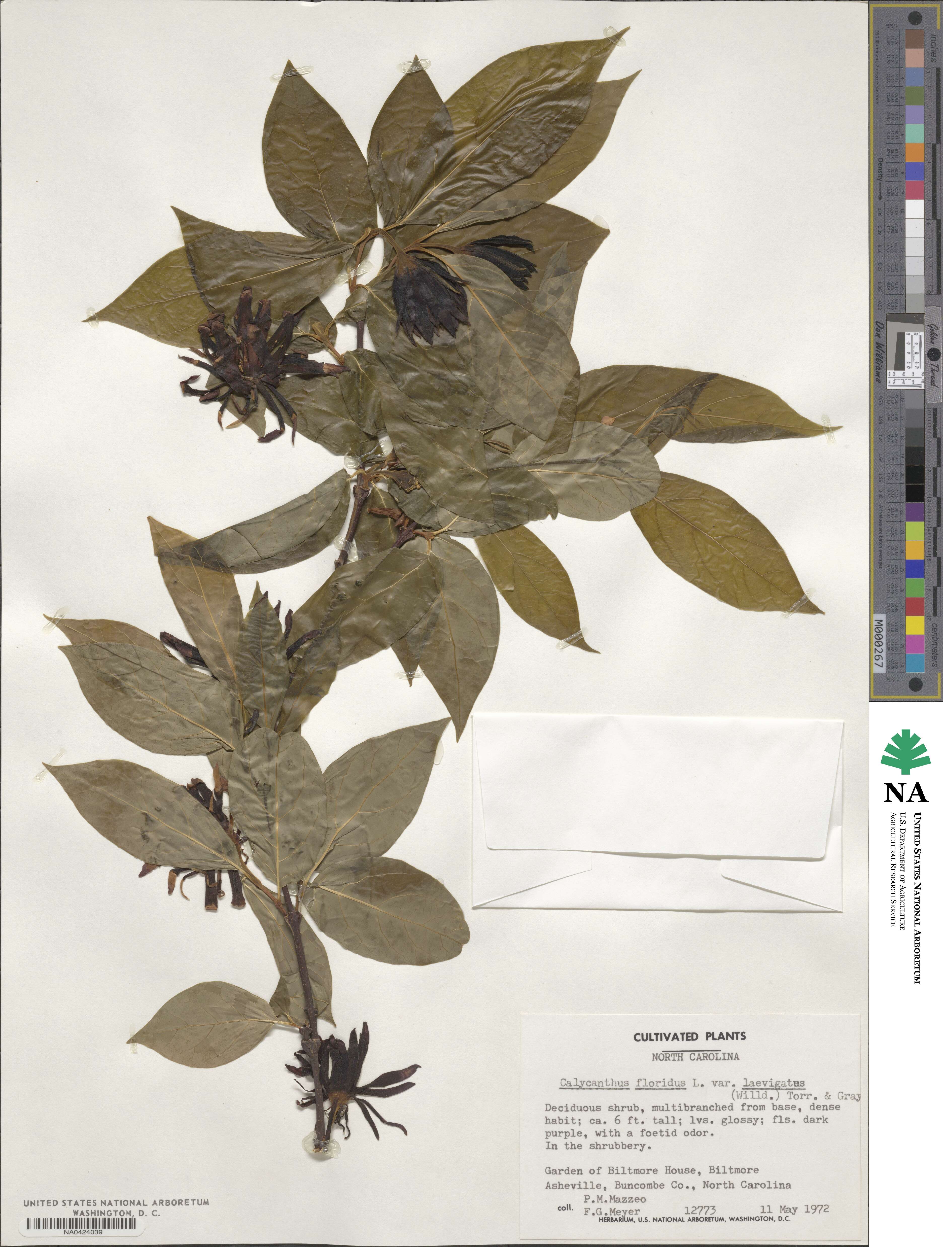 Calycanthus floridus var. glaucus image