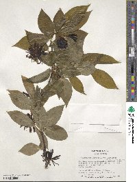 Calycanthus floridus var. glaucus image