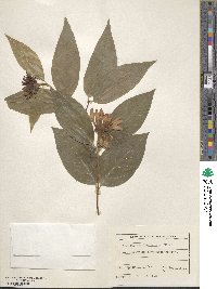 Calycanthus floridus var. glaucus image