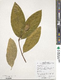 Calycanthus occidentalis image